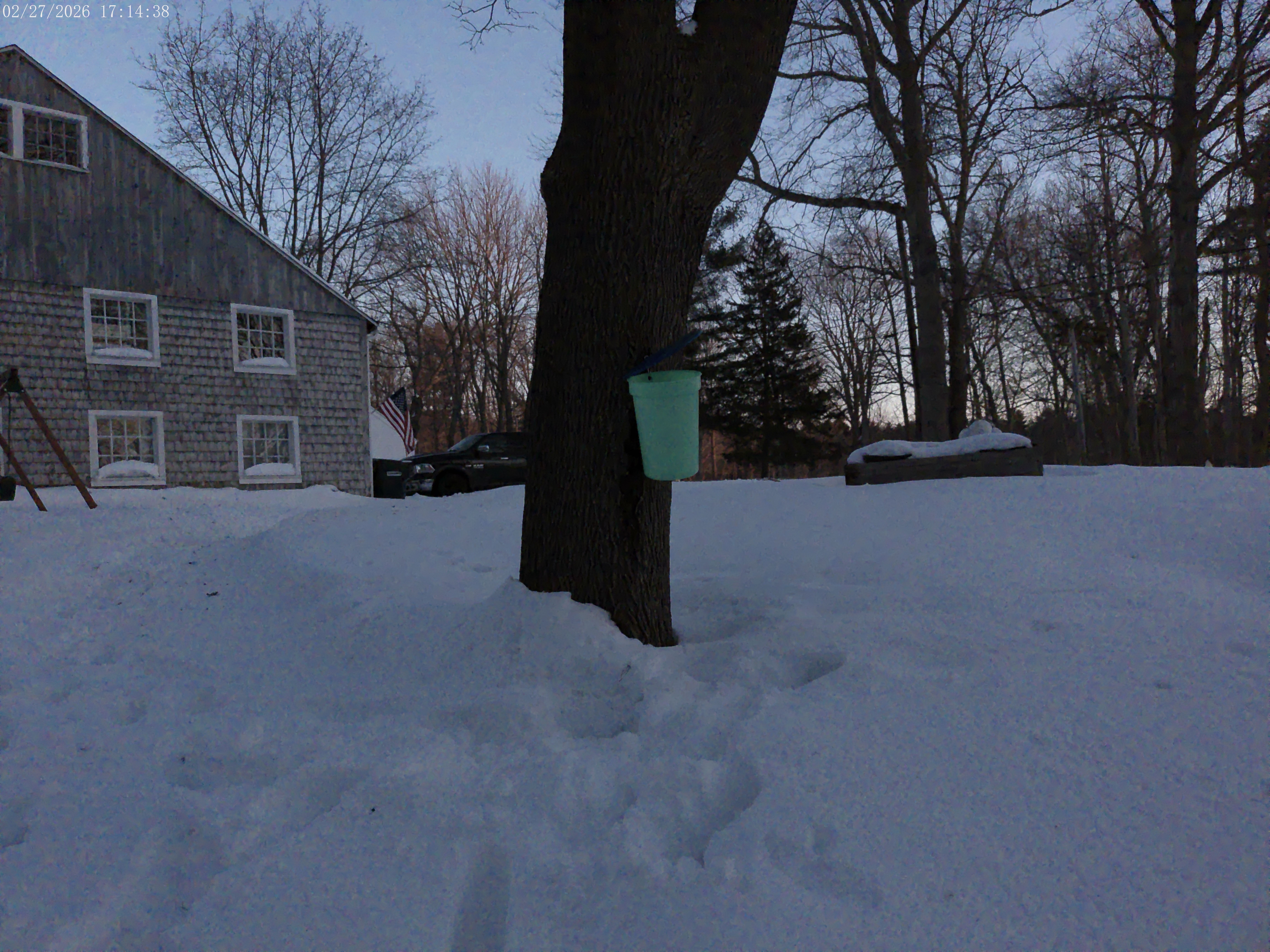 Maple Tree at Luca's Seacoast Market