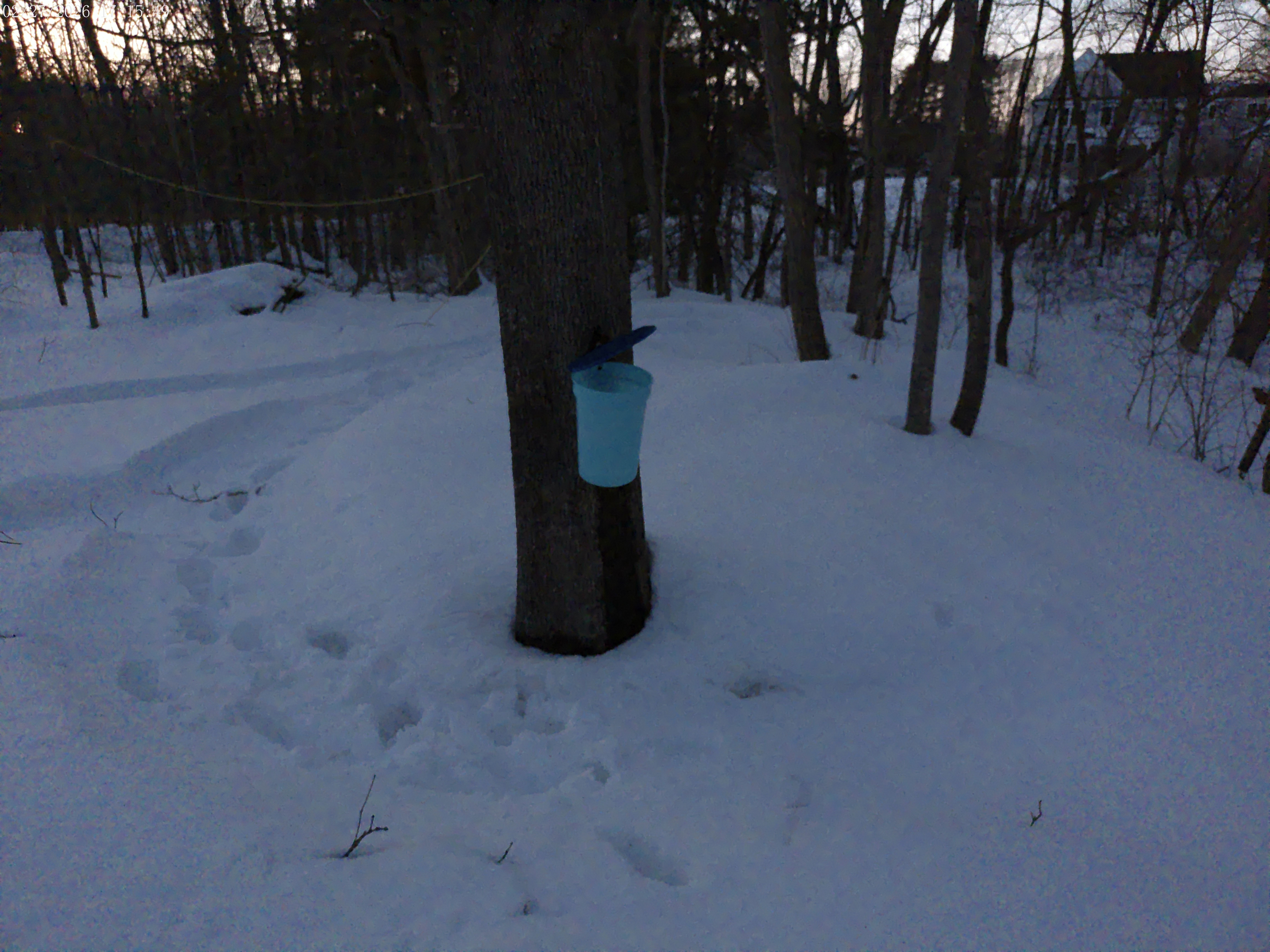 Maple Tree at Luca's Seacoast Market