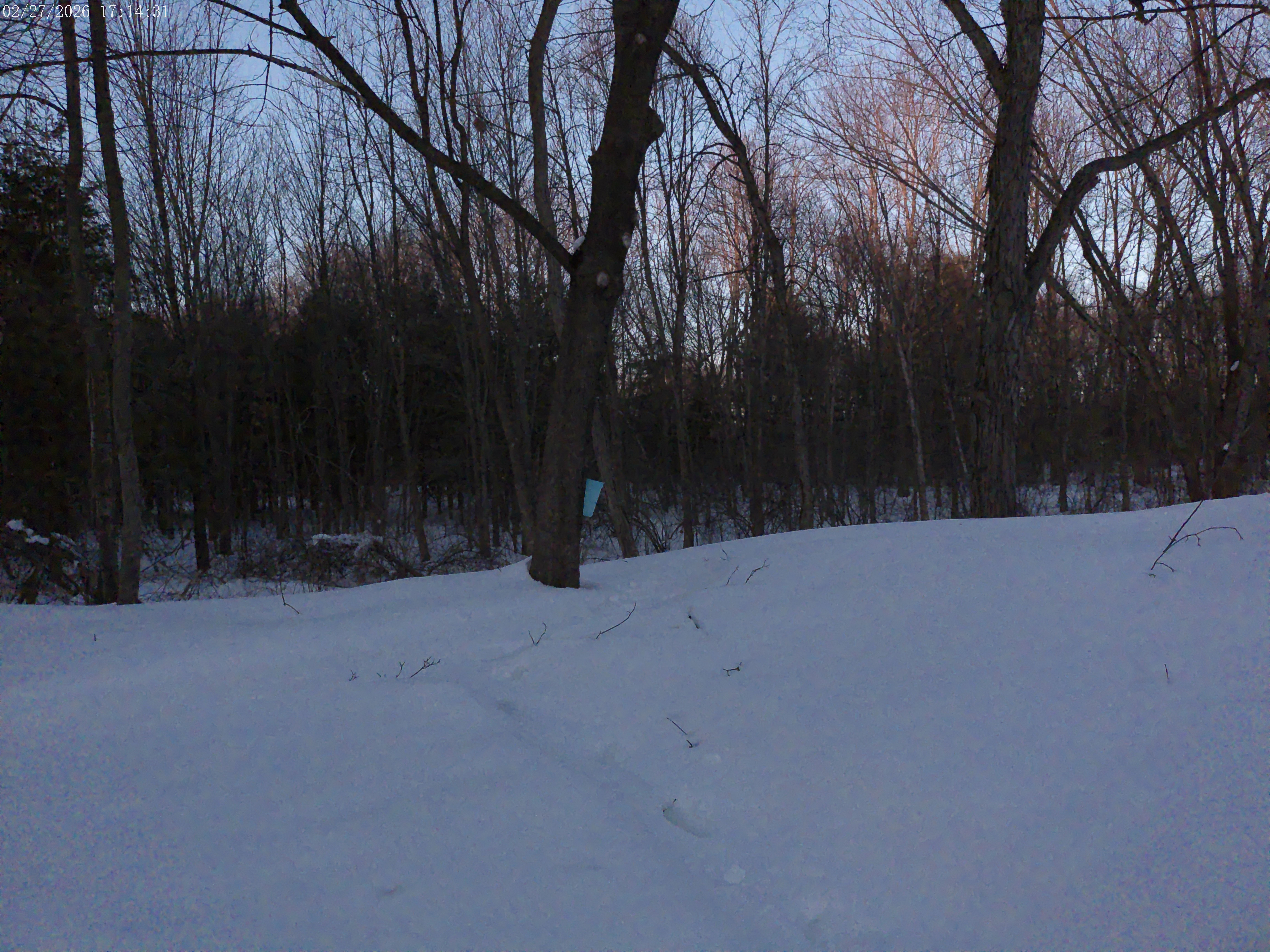 This is one of our Maple Trees