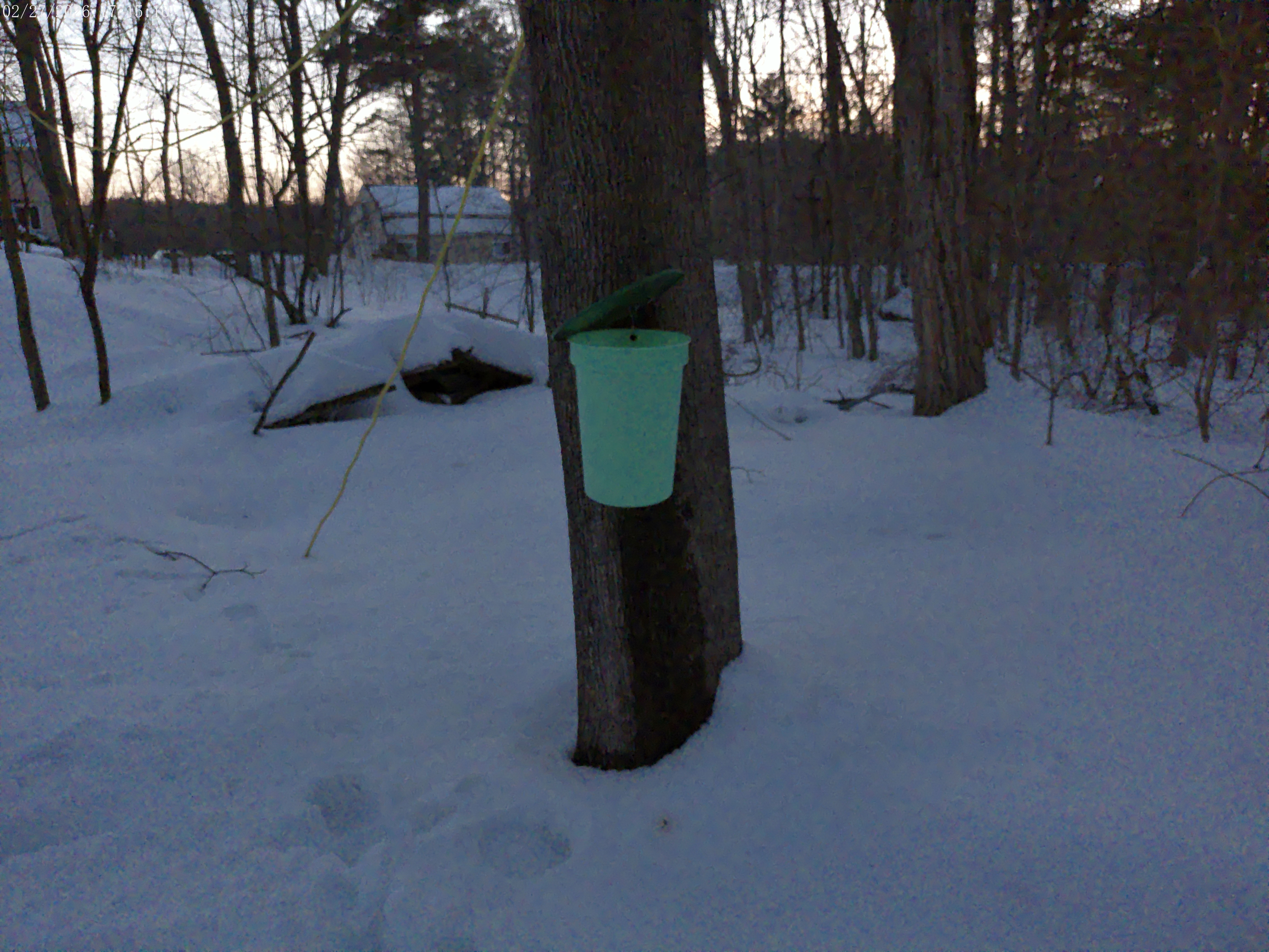 This is one of our Maple Trees