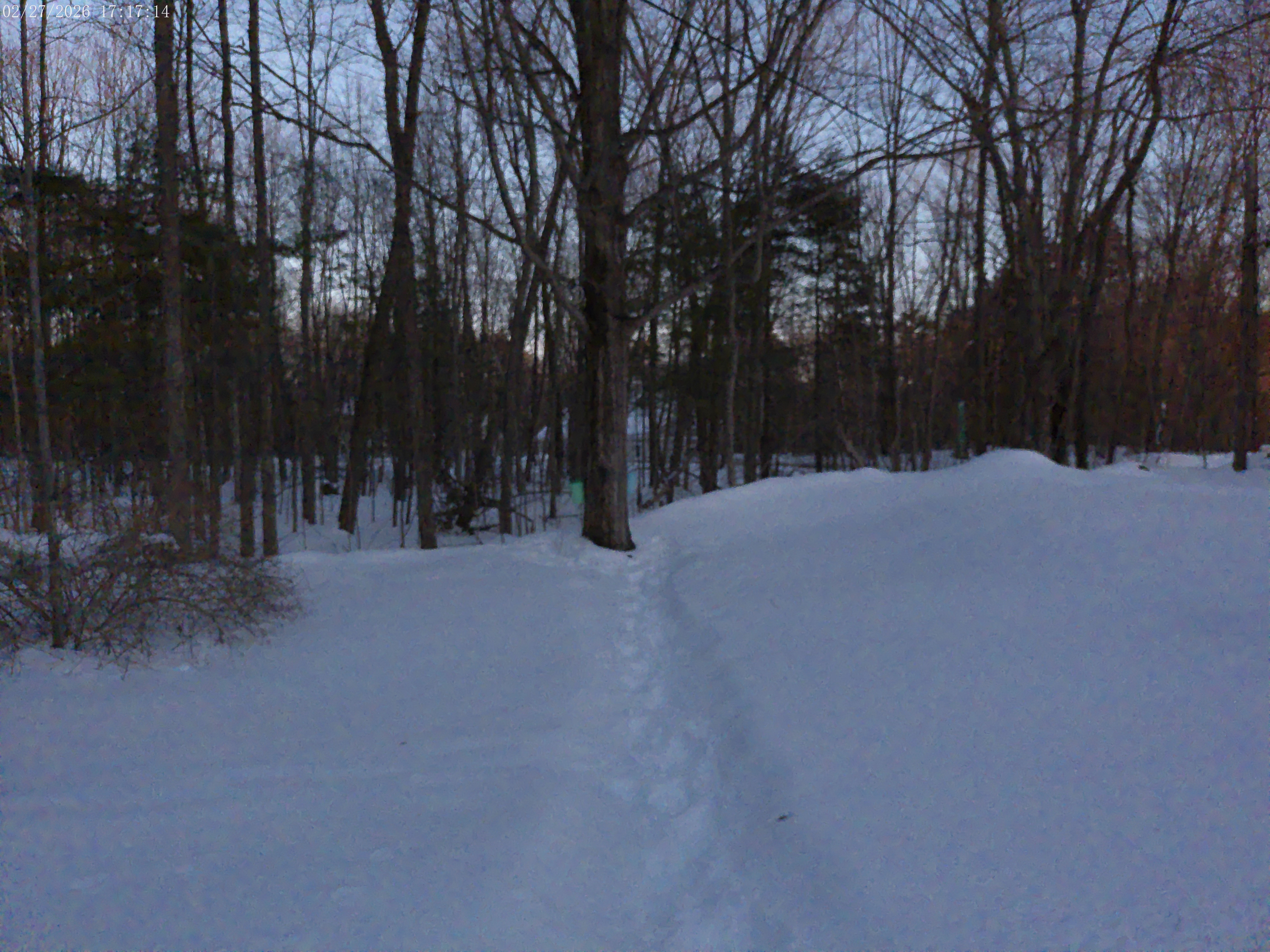 This is one of our Maple Trees